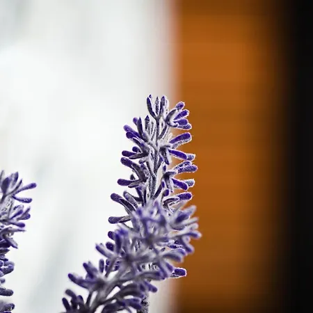 Appartamento Bernardo Lux Karpacz